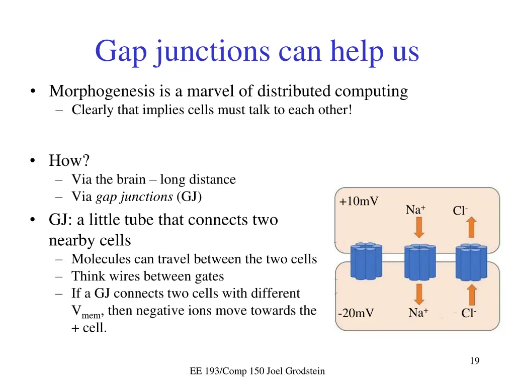 gap junctions can help us