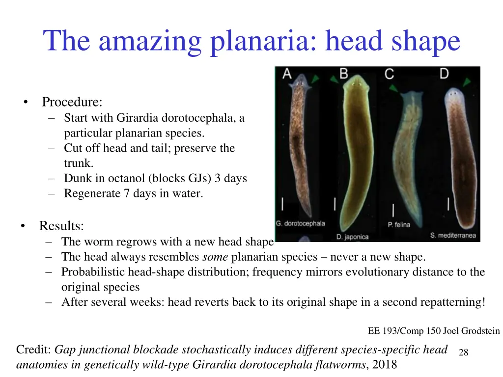 the amazing planaria head shape