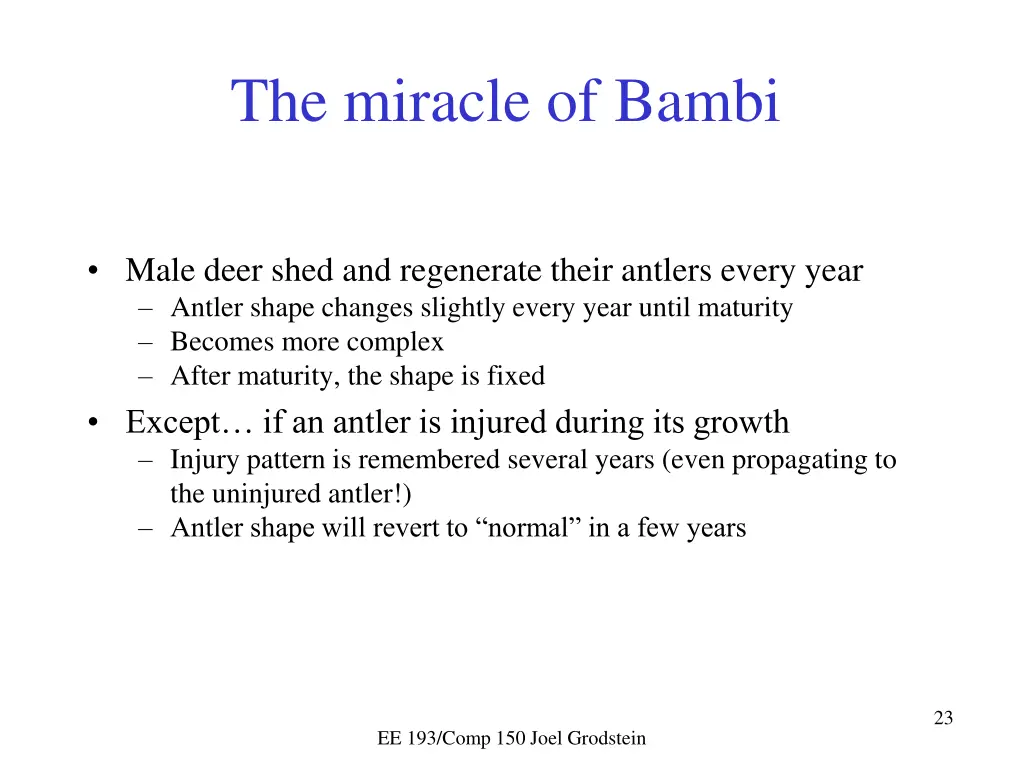 the miracle of bambi