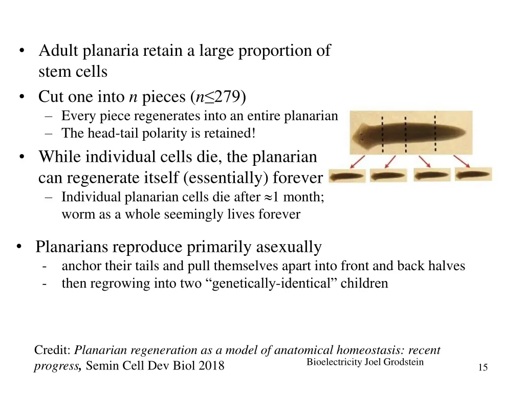 adult planaria retain a large proportion of stem