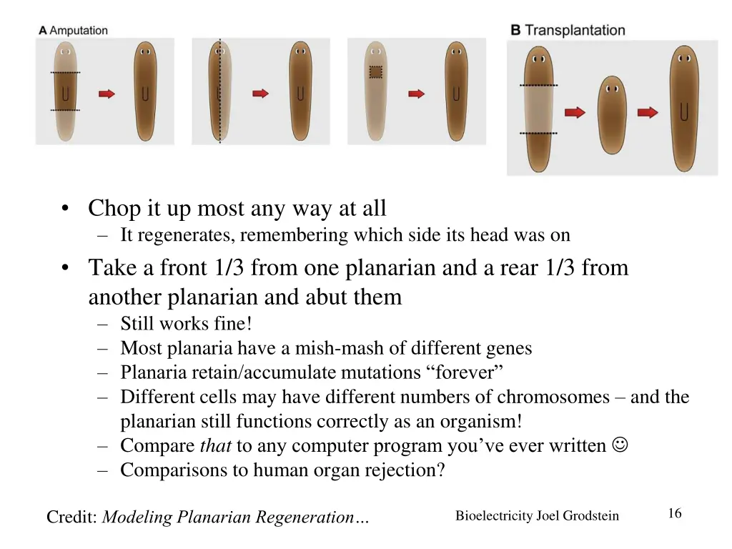 chop it up most any way at all it regenerates