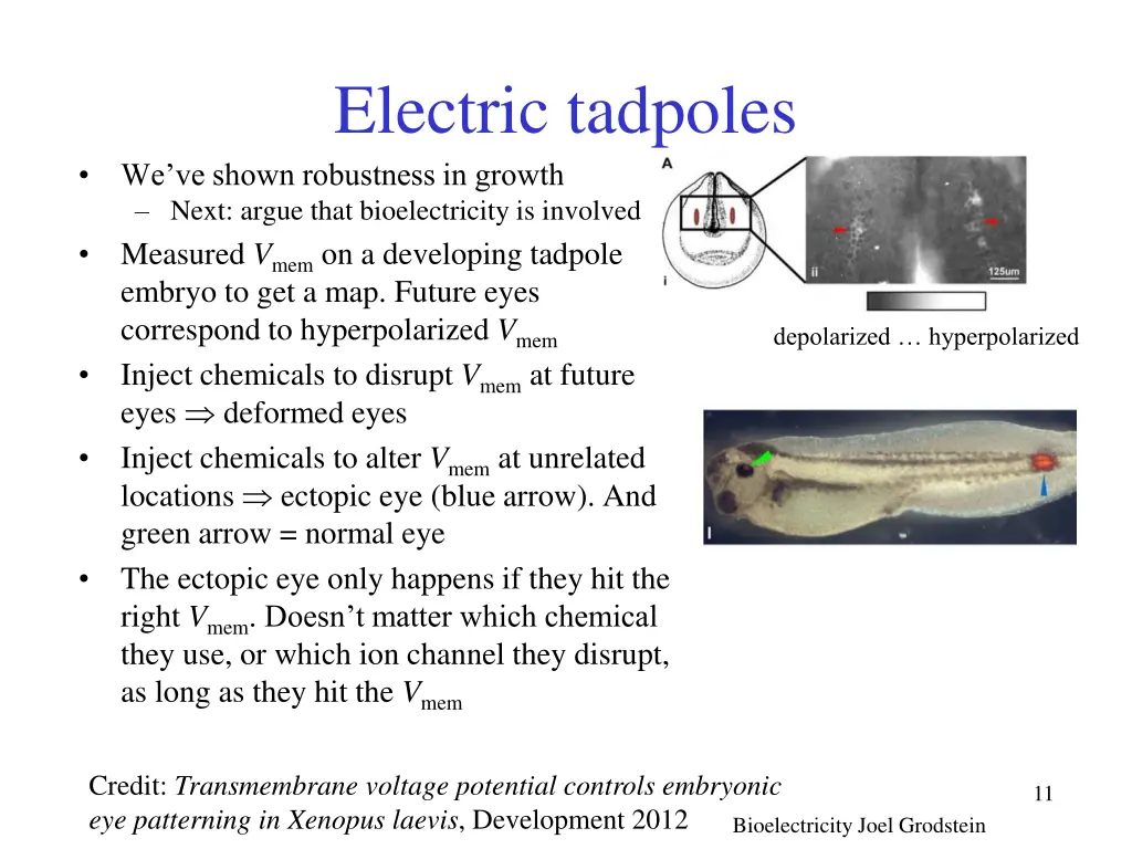 electric tadpoles we ve shown robustness