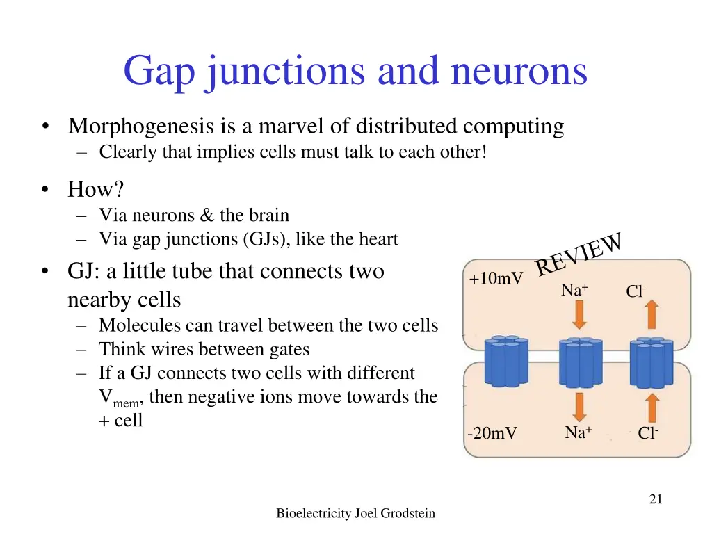 gap junctions and neurons