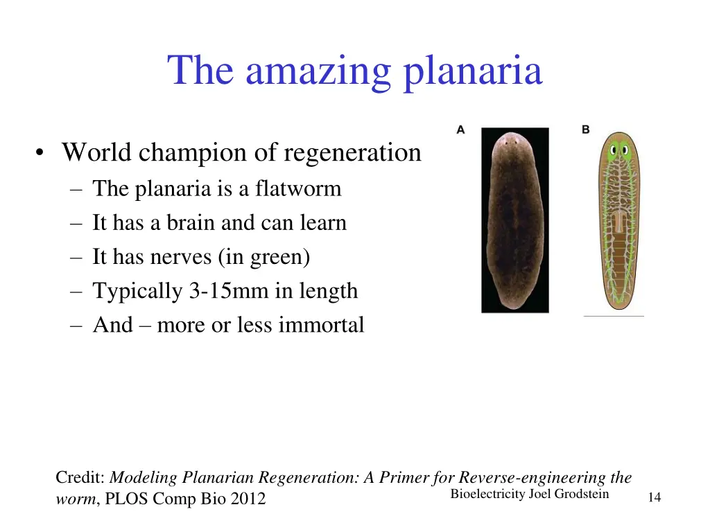 the amazing planaria