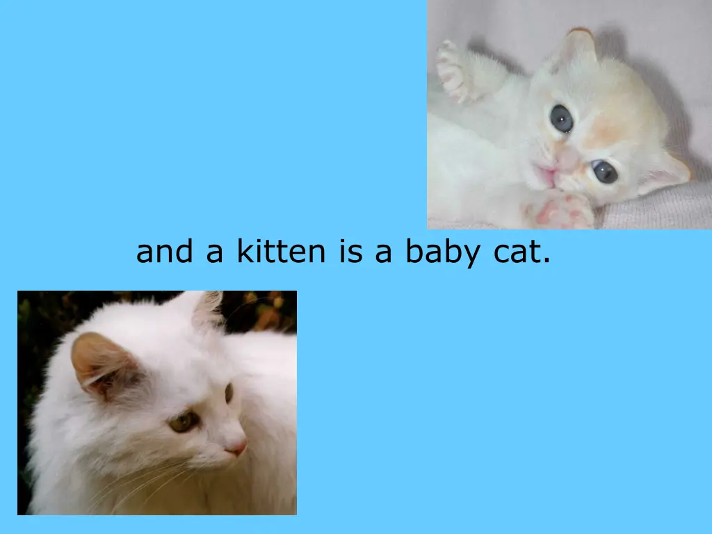 and a kitten is a baby cat