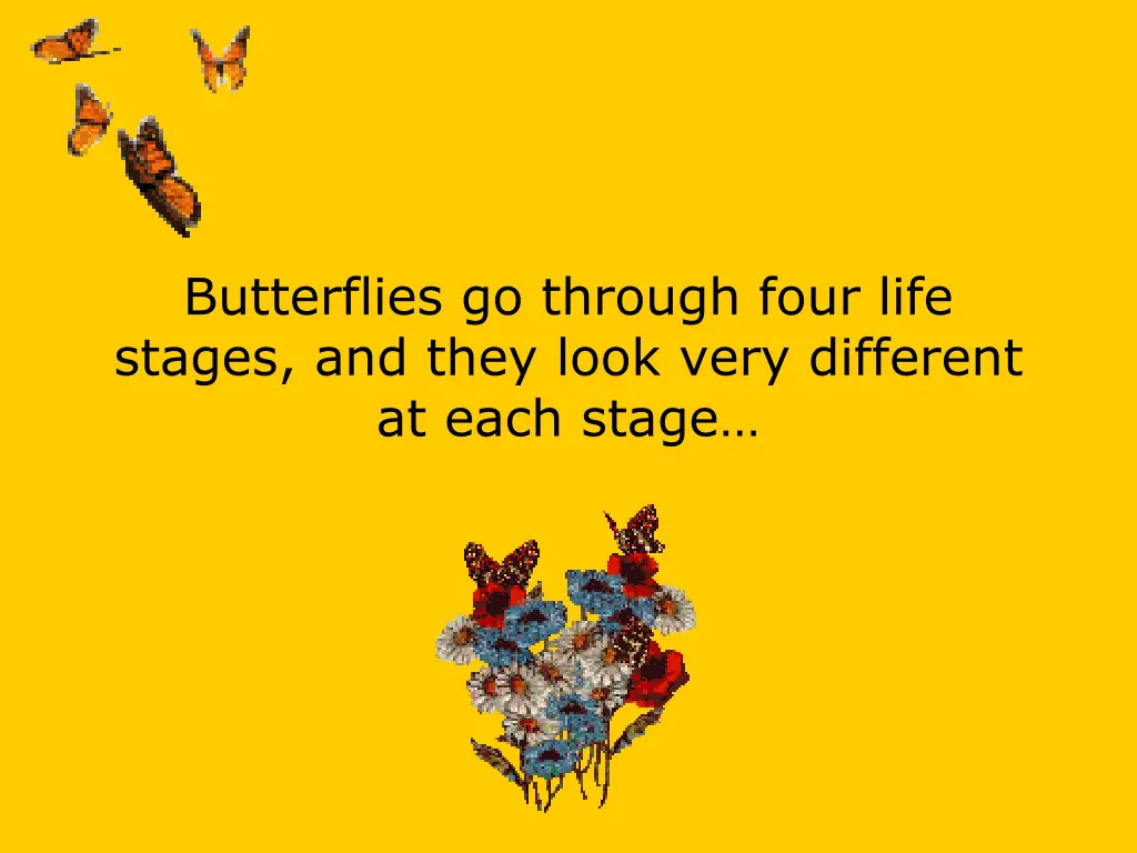 butterflies go through four life stages and they