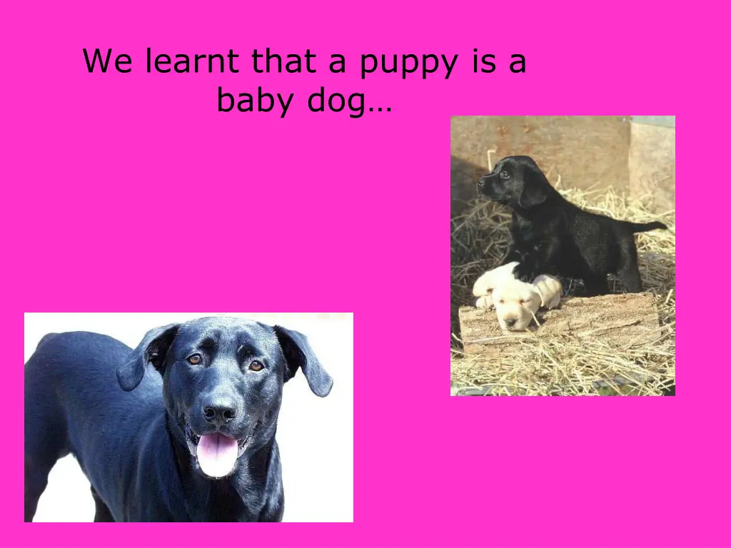 we learnt that a puppy is a baby dog