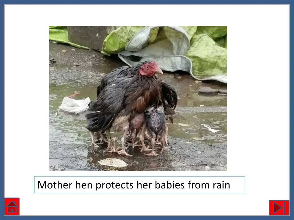 mother hen protects her babies from rain