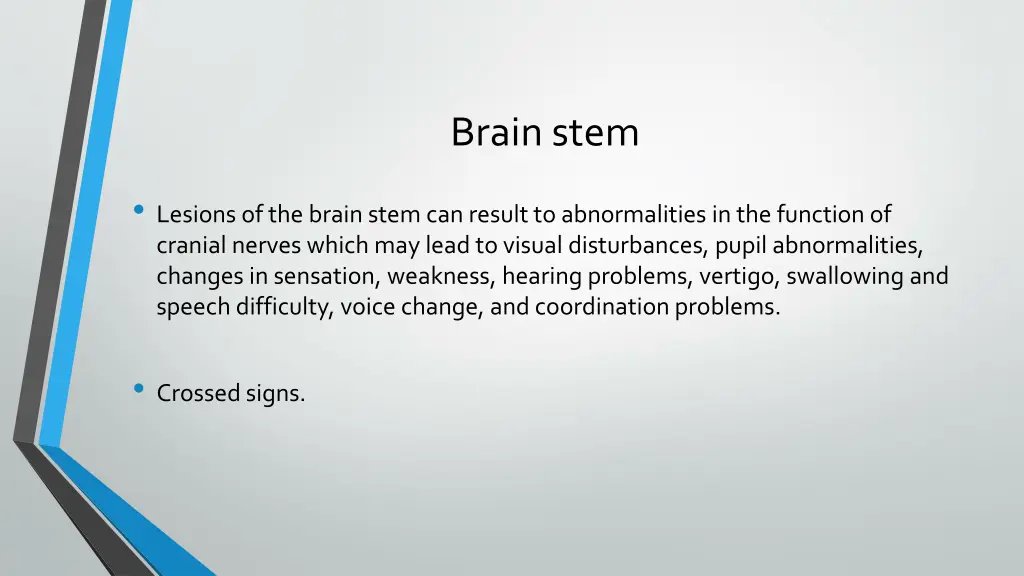 brain stem