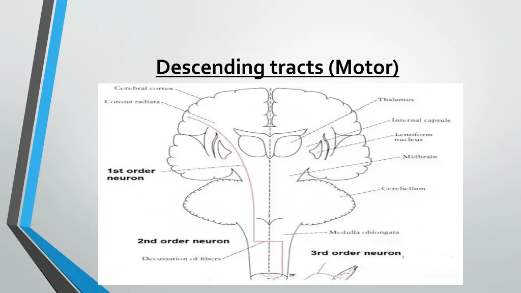 descending tracts motor