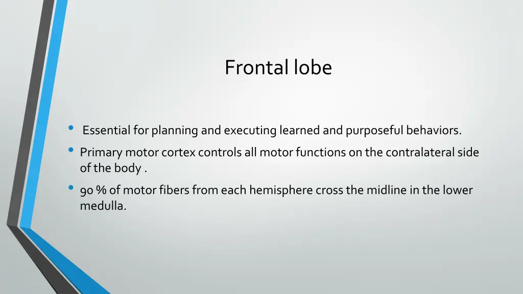 frontal lobe