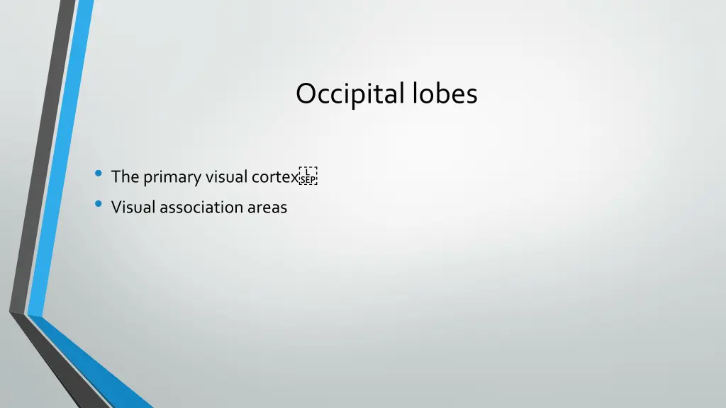 occipital lobes