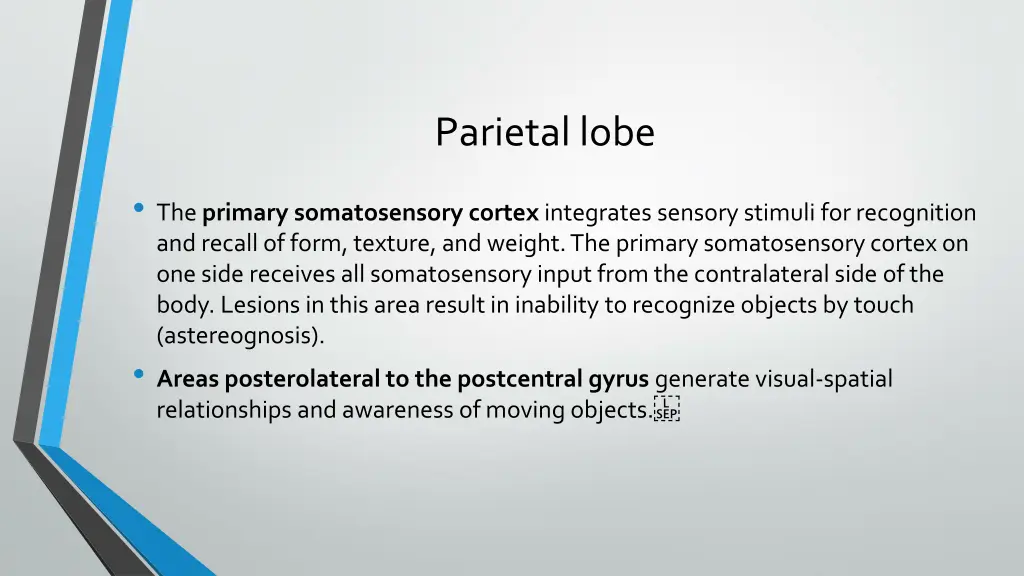 parietal lobe