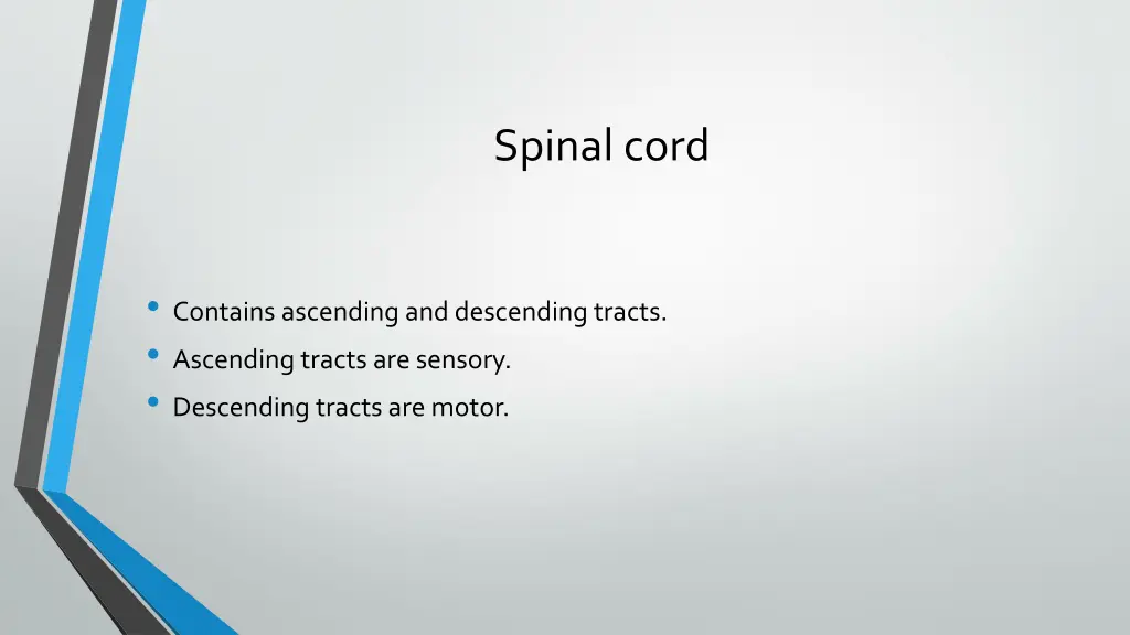 spinal cord