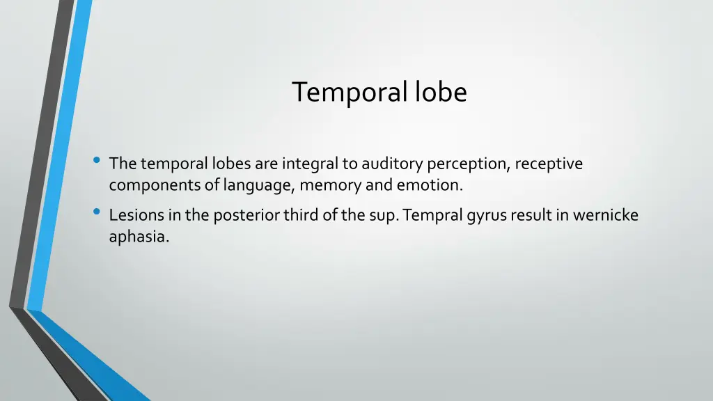 temporal lobe