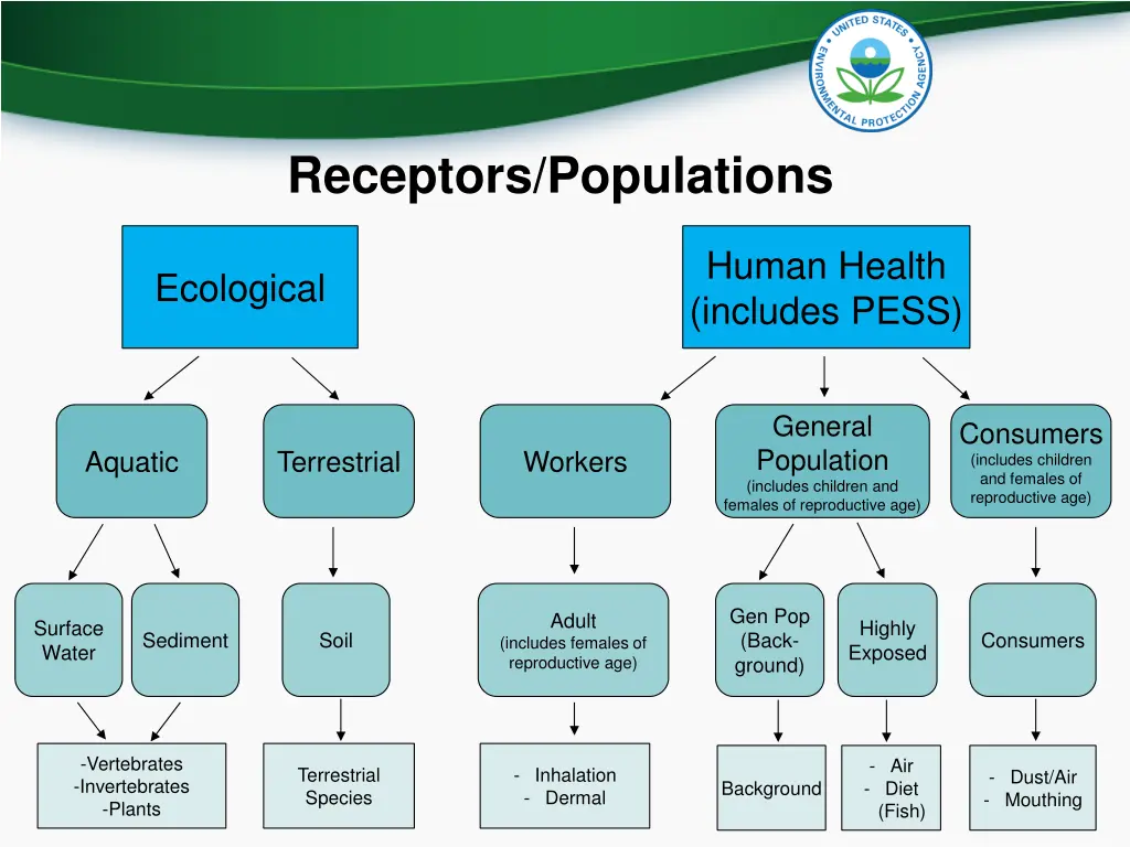 receptors populations