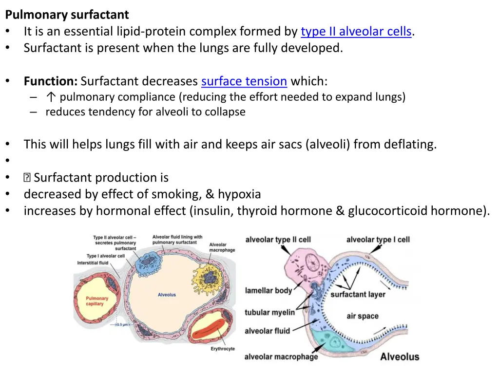 pulmonary surfactant it is an essential lipid