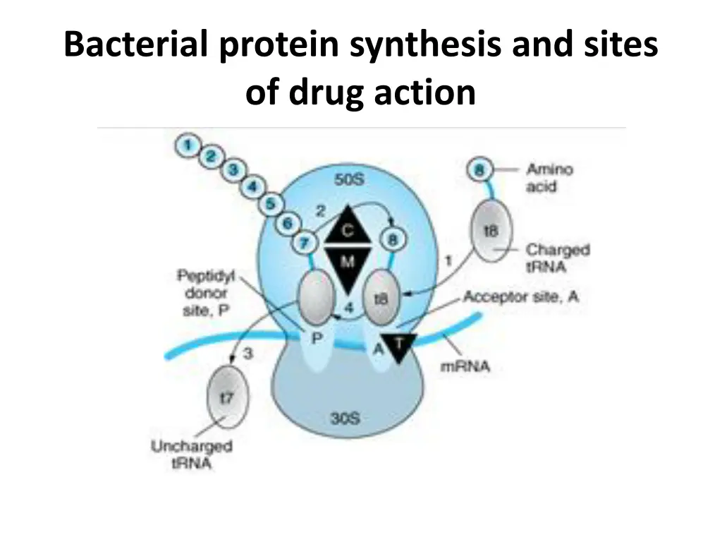 bacterial protein synthesis and sites of drug