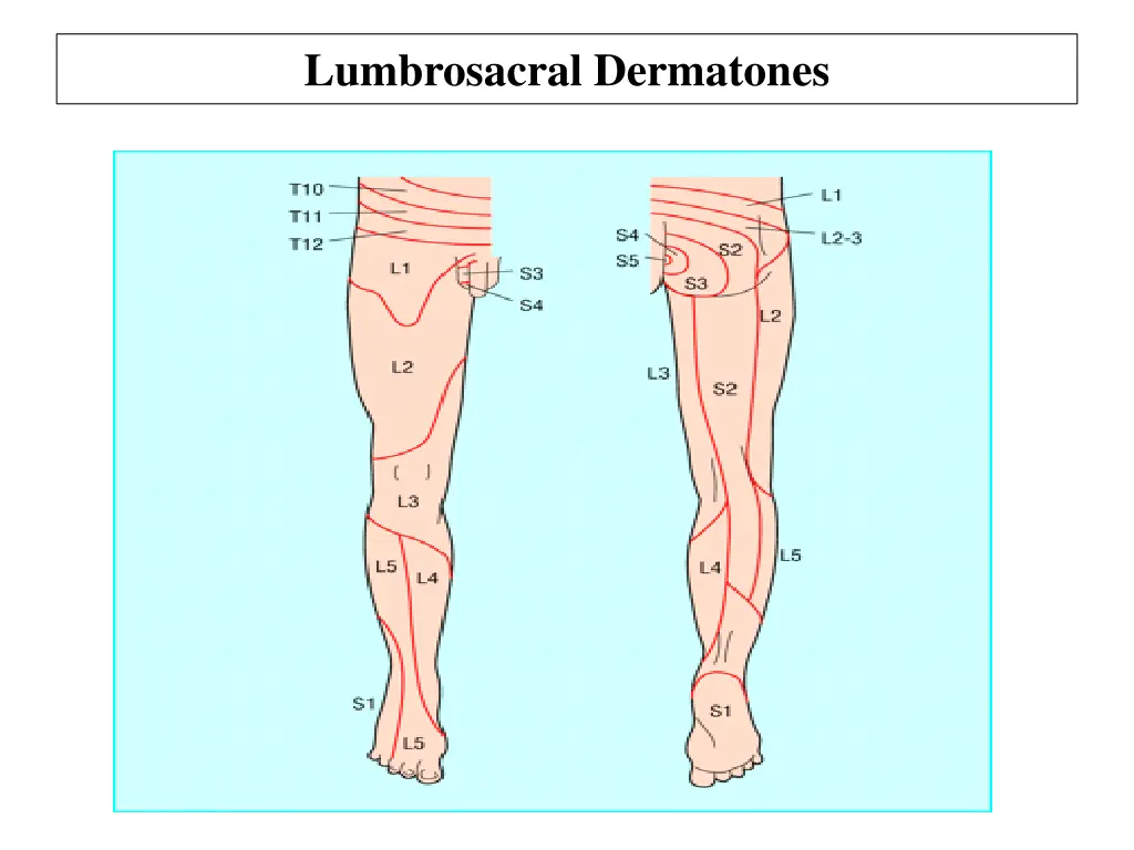 lumbrosacral dermatones