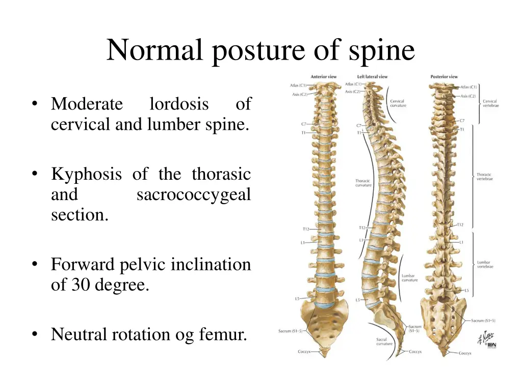 normal posture of spine