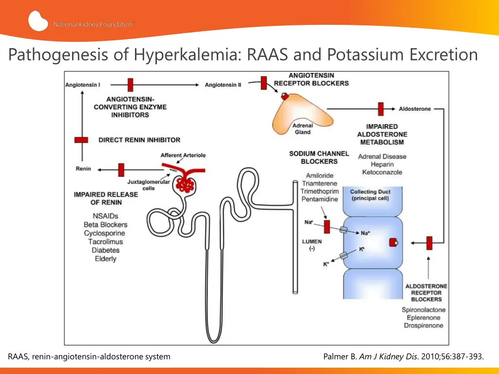 pathogenesis of hyperkalemia raas and potassium