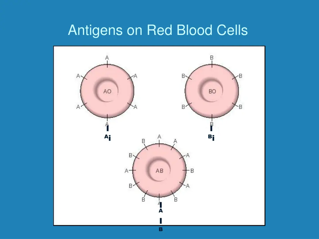 antigens on red blood cells