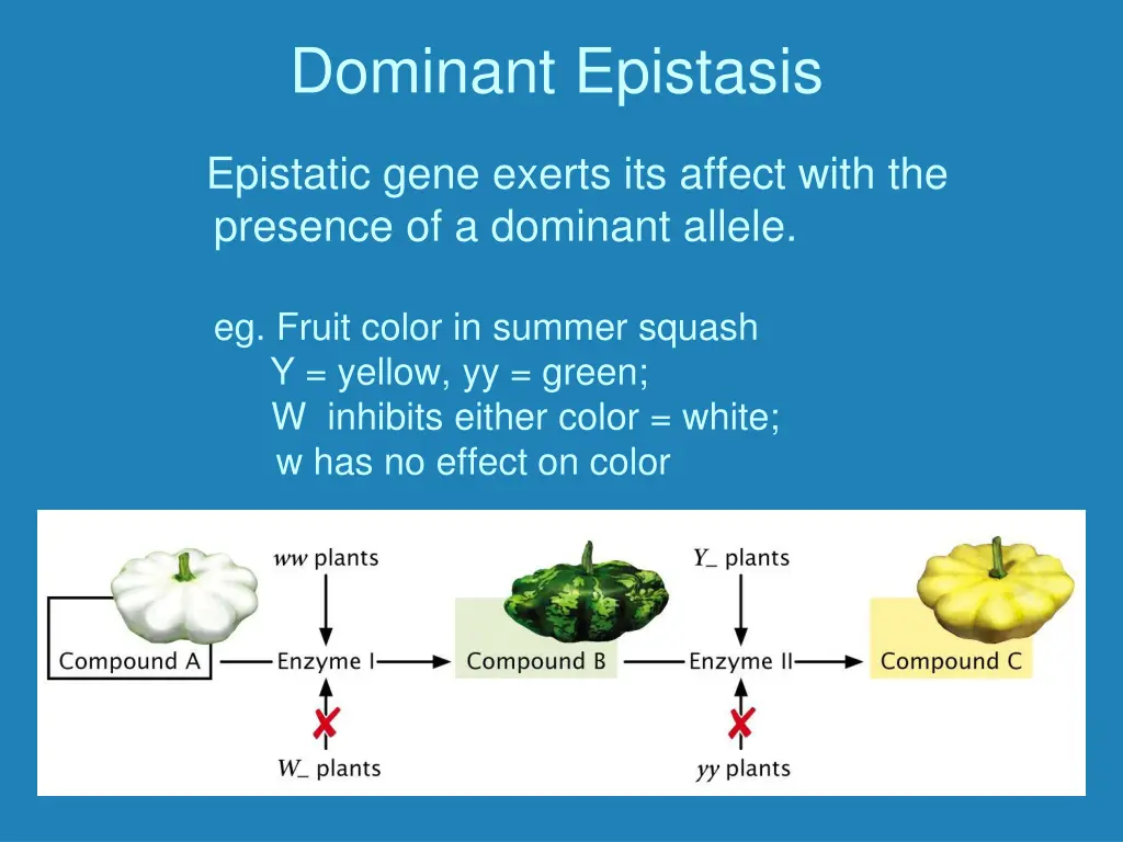 dominant epistasis