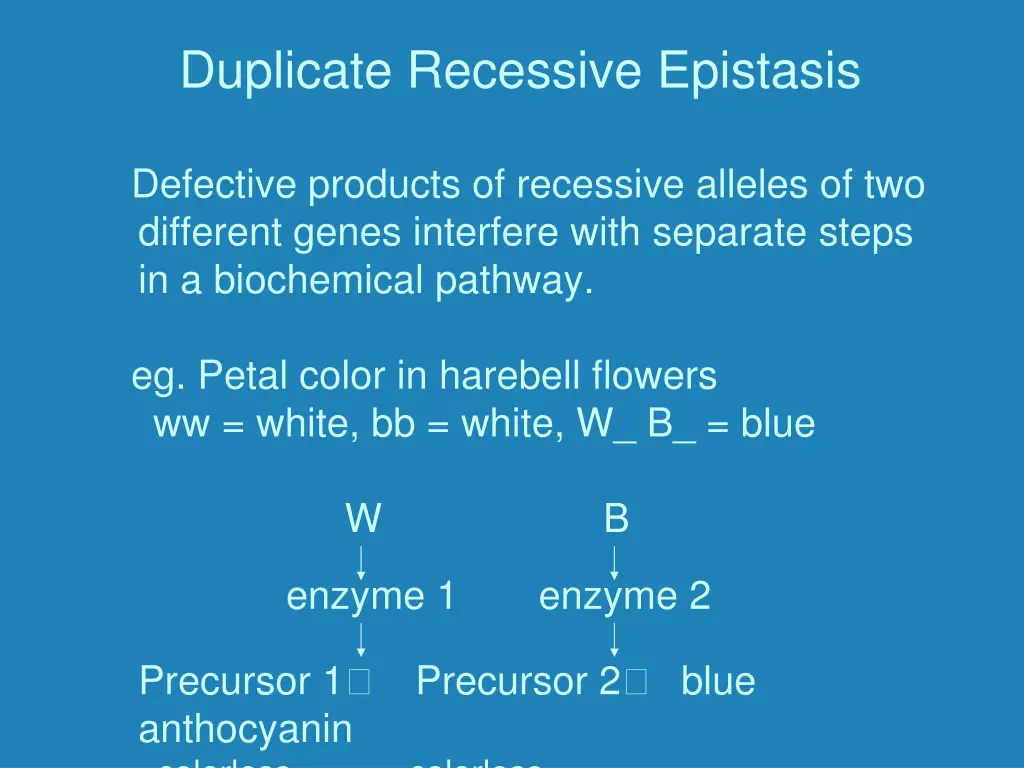 duplicate recessive epistasis