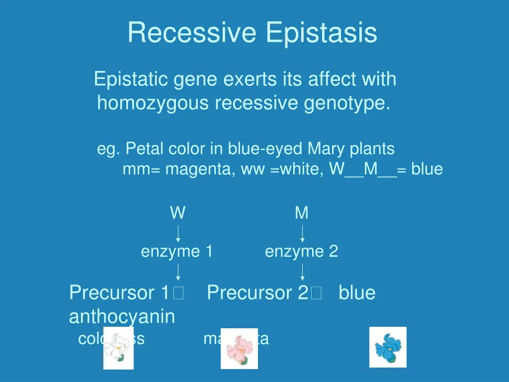 recessive epistasis