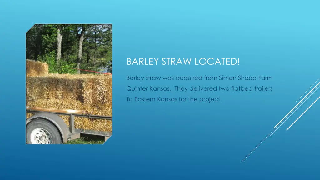 barley straw located