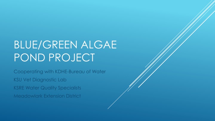 blue green algae pond project