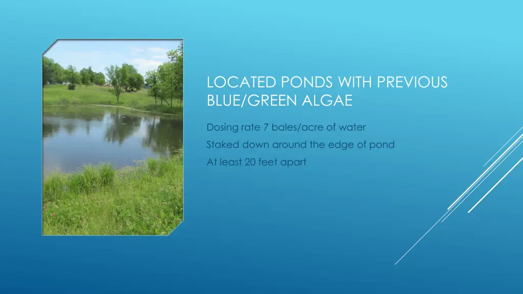 located ponds with previous blue green algae