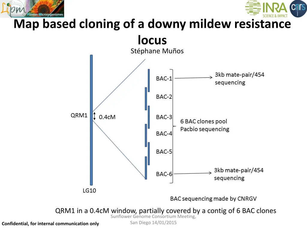 map based cloning of a downy mildew resistance