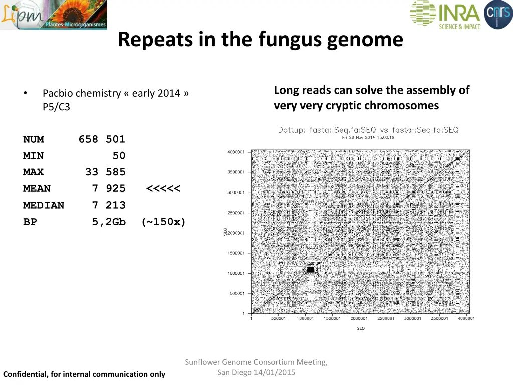 repeats in the fungus genome