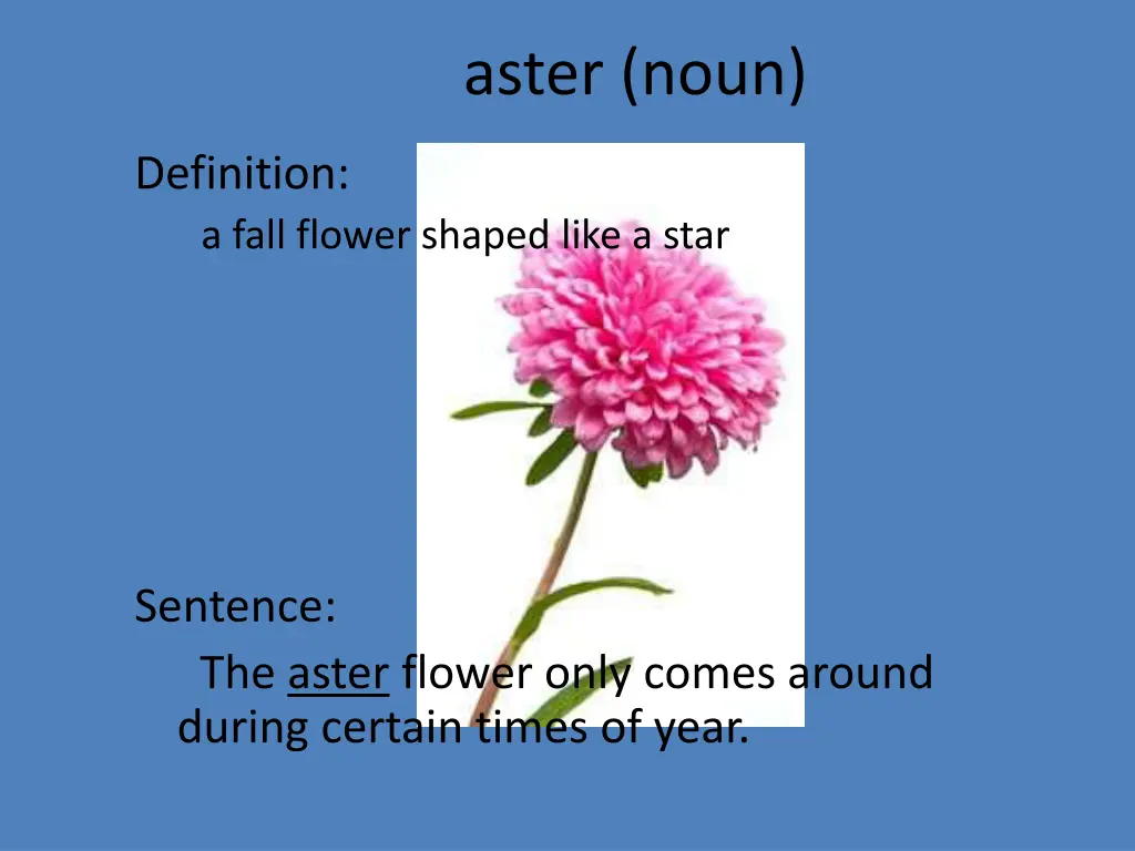 aster noun