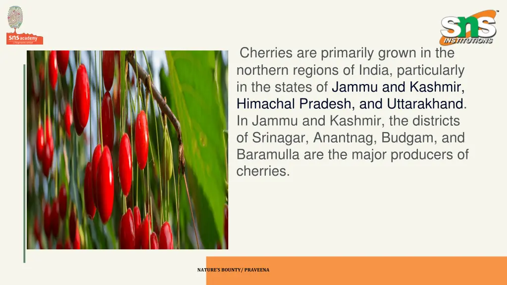 cherries are primarily grown in the northern