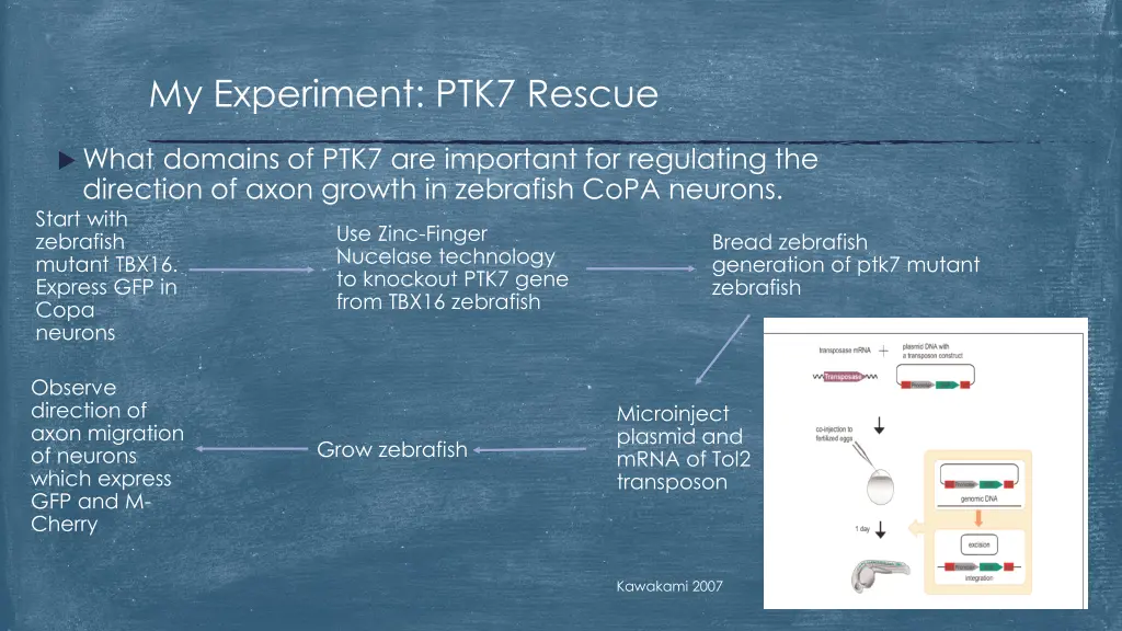 my experiment ptk7 rescue