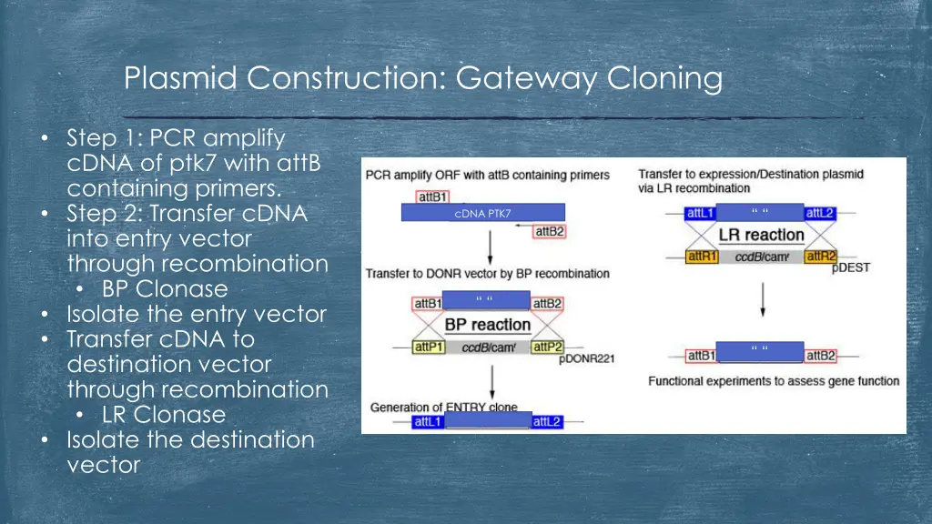 plasmid construction gateway cloning