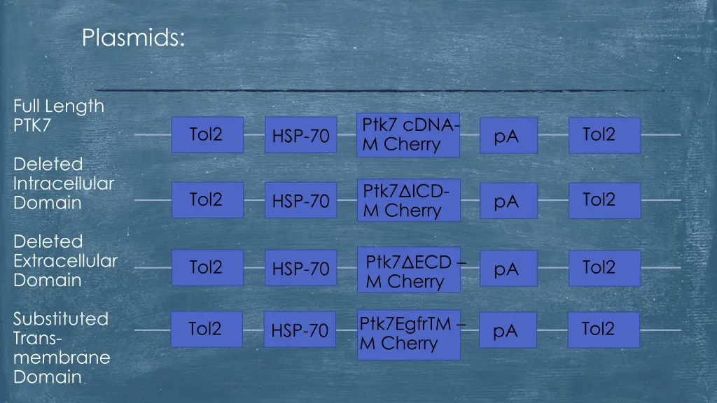 plasmids