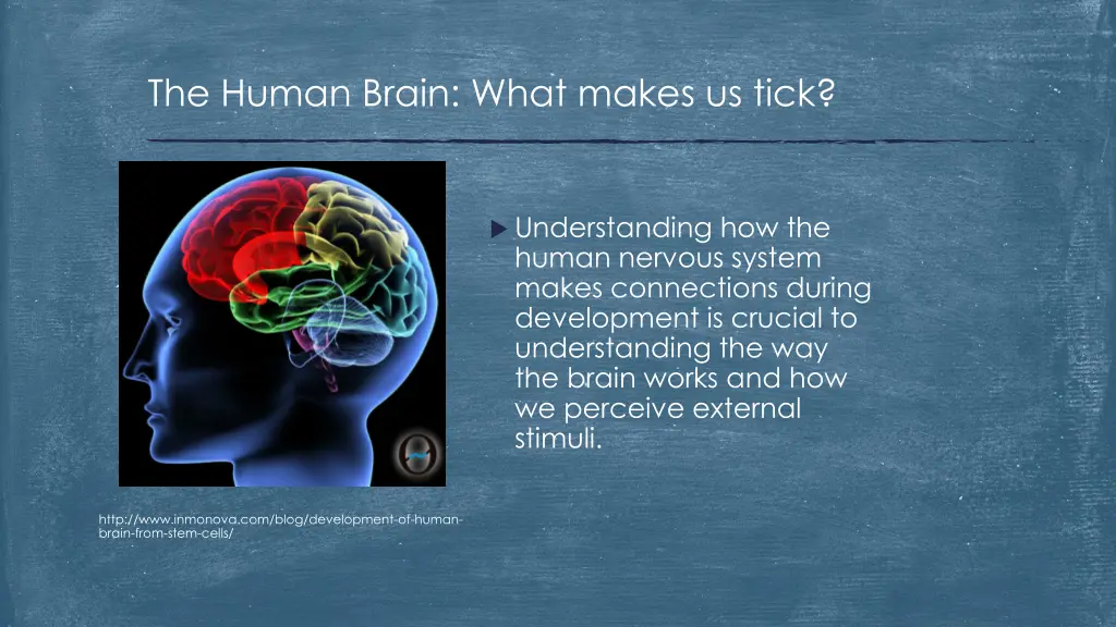 the human brain what makes us tick