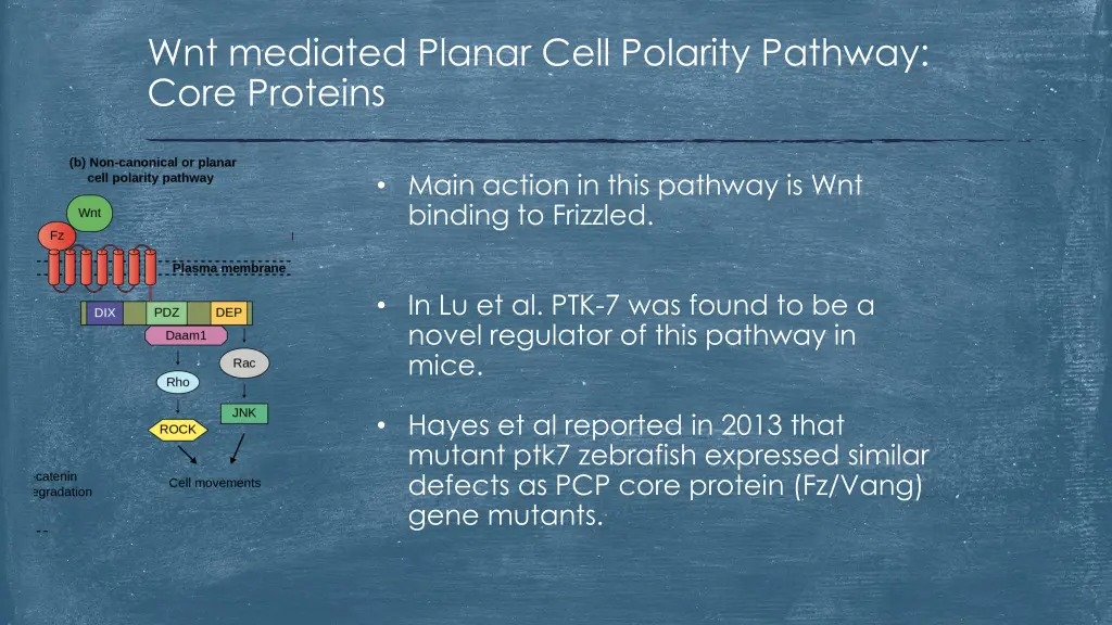 wnt mediated planar cell polarity pathway core