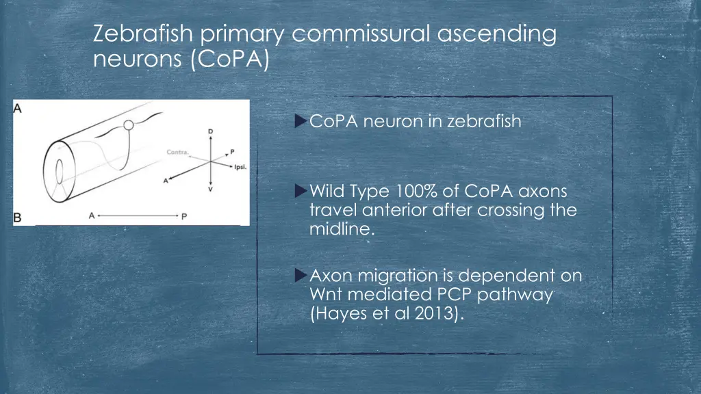 zebrafish primary commissural ascending neurons