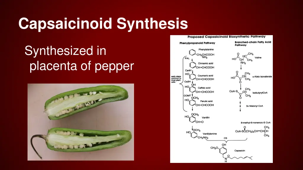 capsaicinoid synthesis