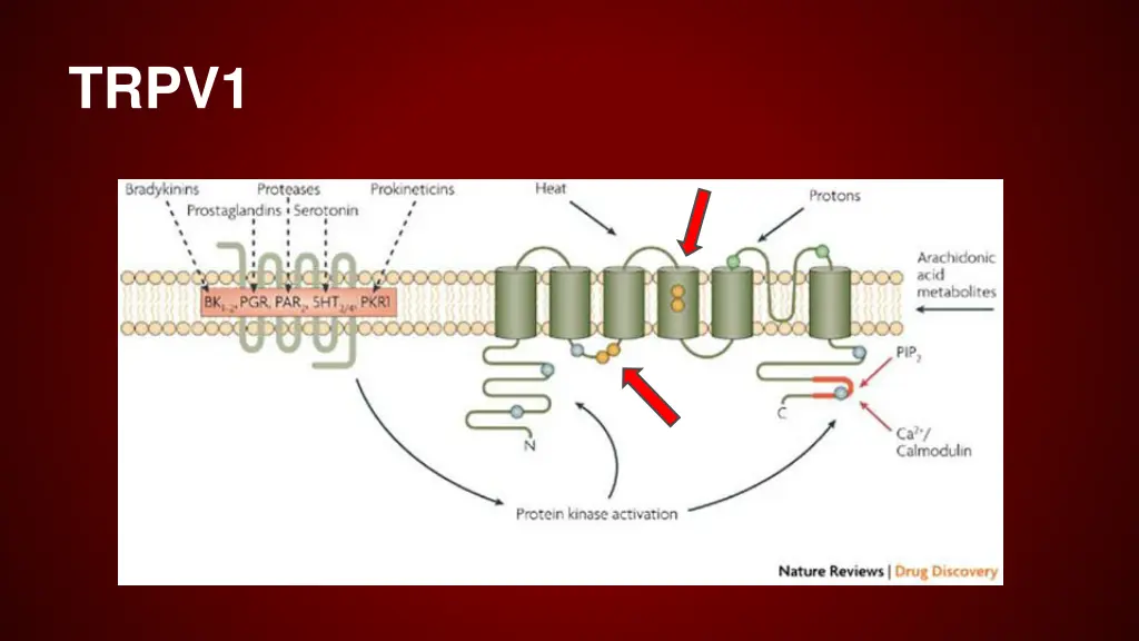 trpv1 1