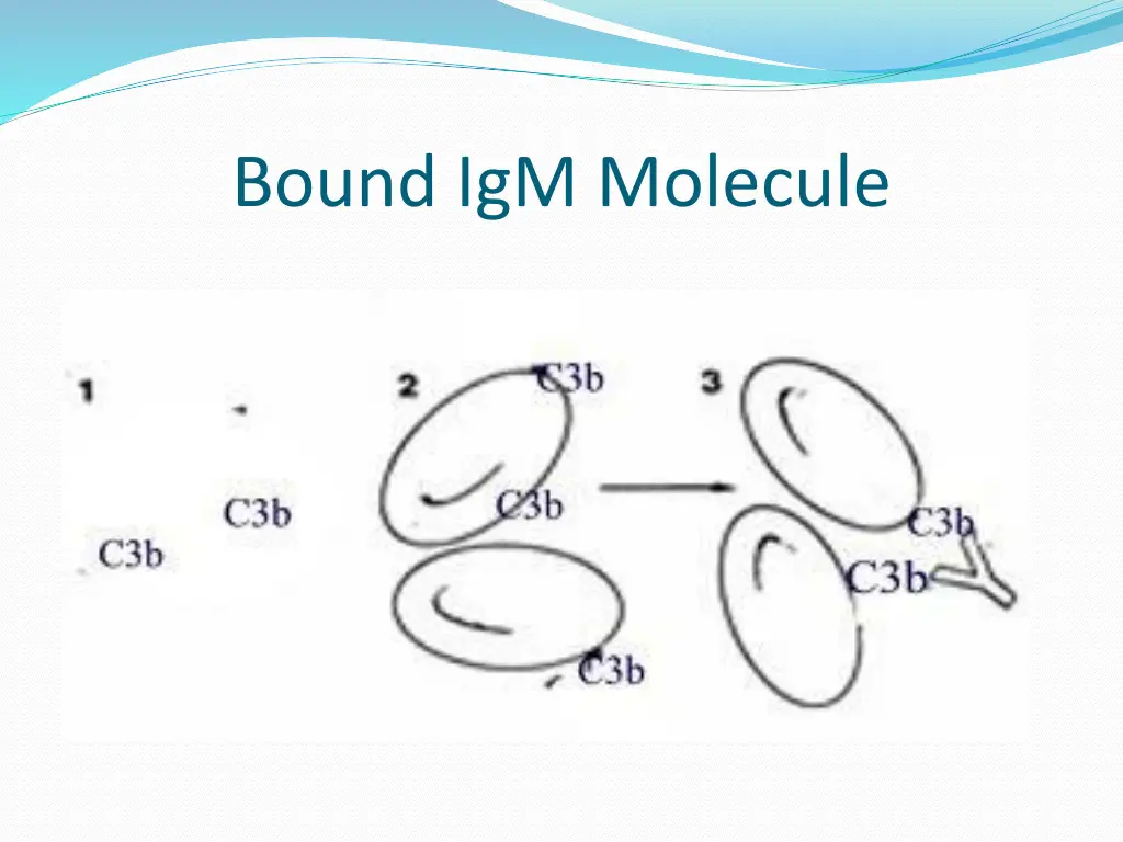 bound igm molecule