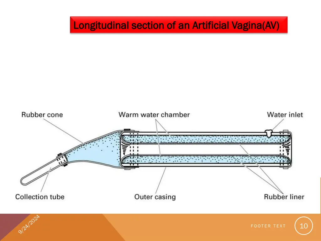 longitudinal section of an artificial vagina