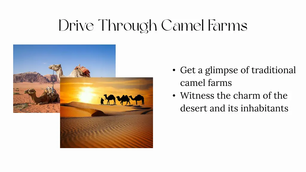 get a glimpse of traditional camel farms witness