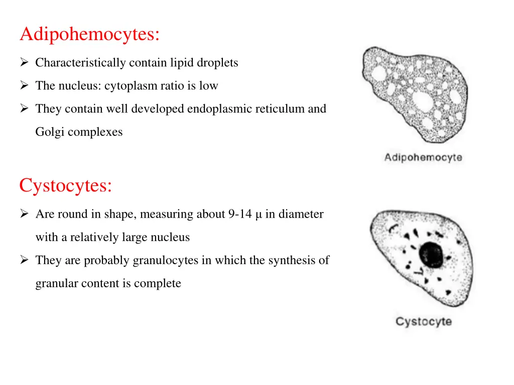 adipohemocytes