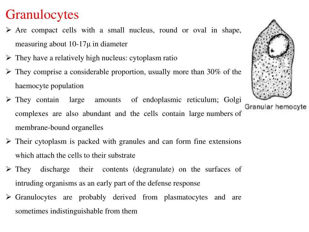 granulocytes are compact cells with a small