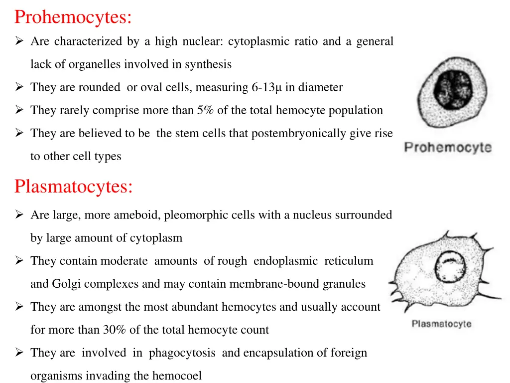 prohemocytes are characterized by a high nuclear